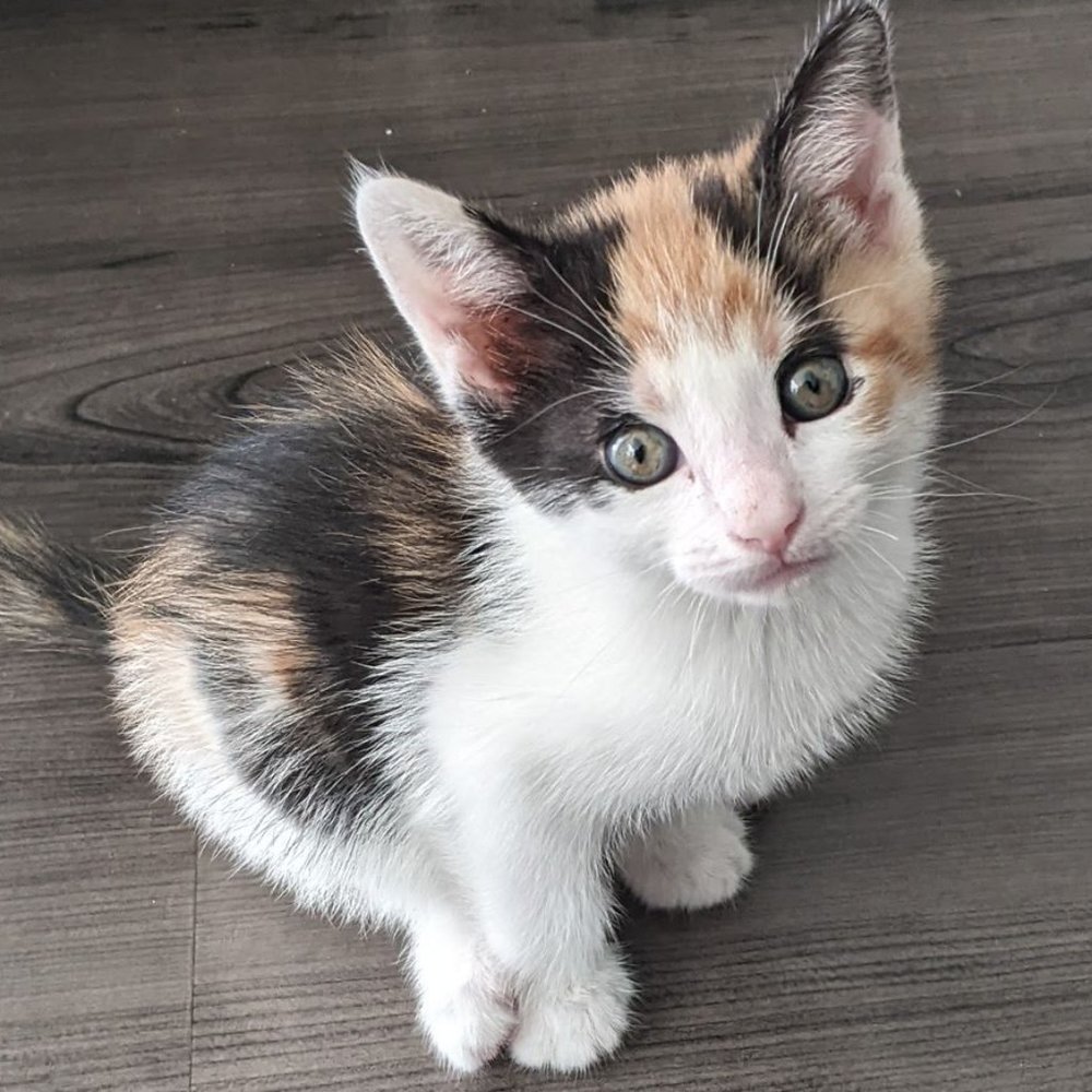 Meet your Posher,  Kaffeine Kat